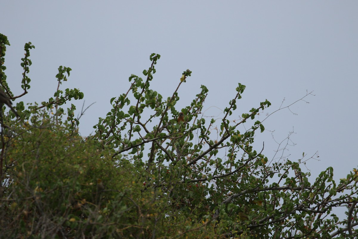 Lazuli Bunting - ML647906977