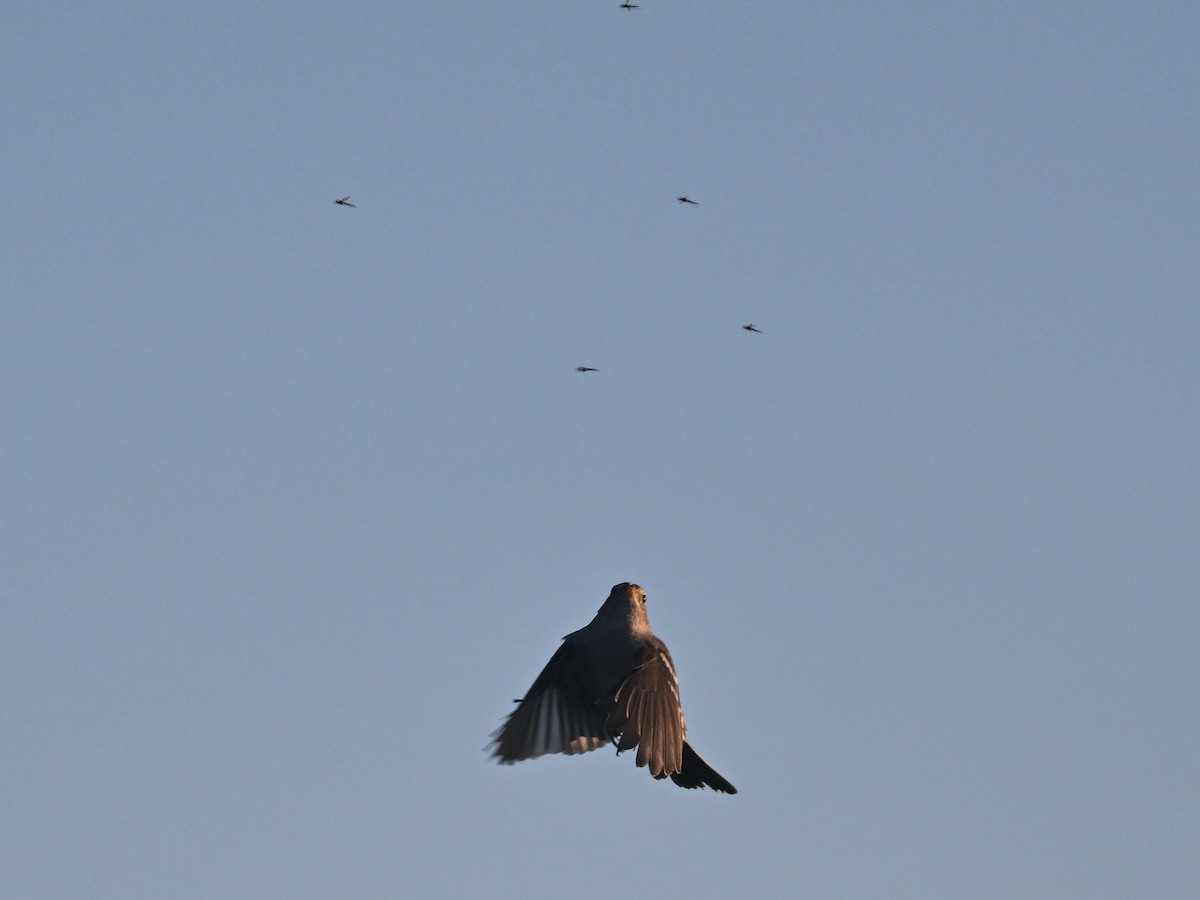 strnadec bělopásý - ML647906996