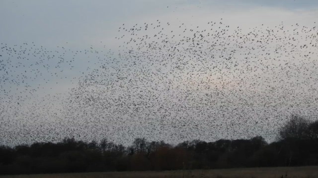 ホシムクドリ - ML647907043