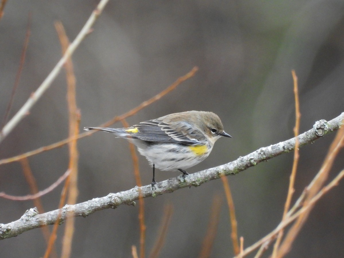 Taçlı Ötleğen - ML647907072
