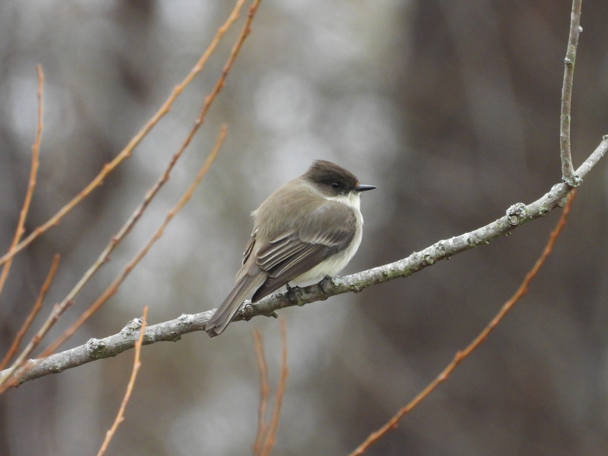 Ak Karınlı Fibi - ML647907075