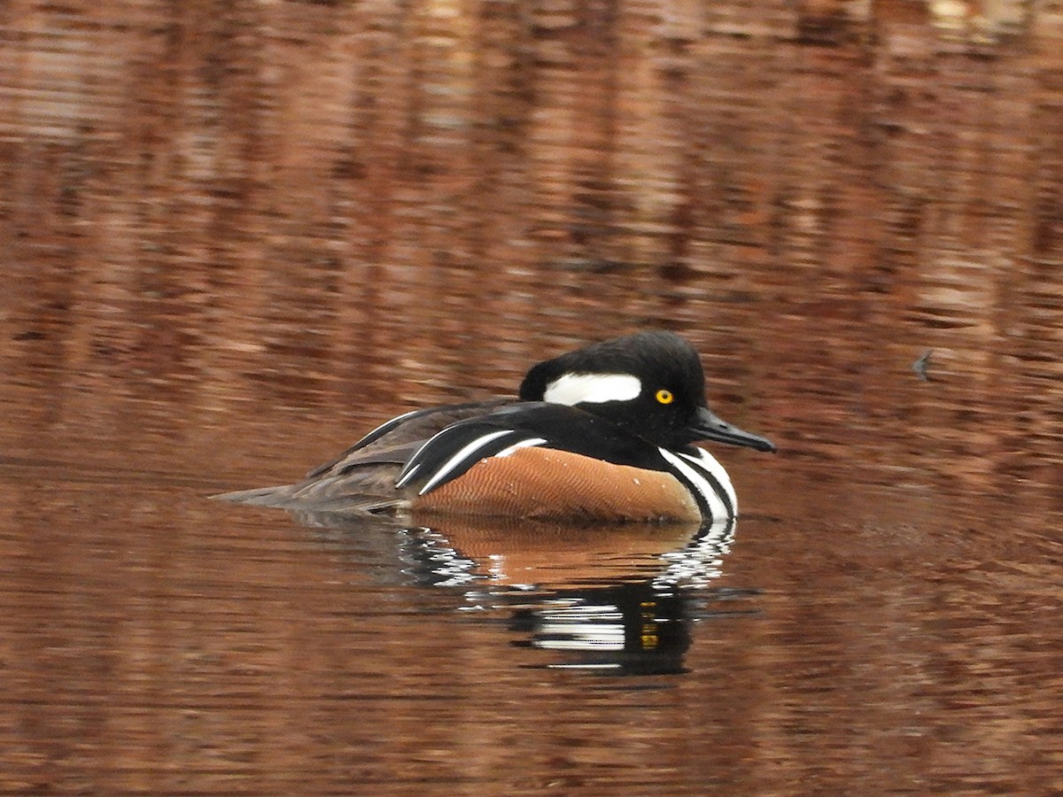 Başlıklı Tarakdiş - ML647907079
