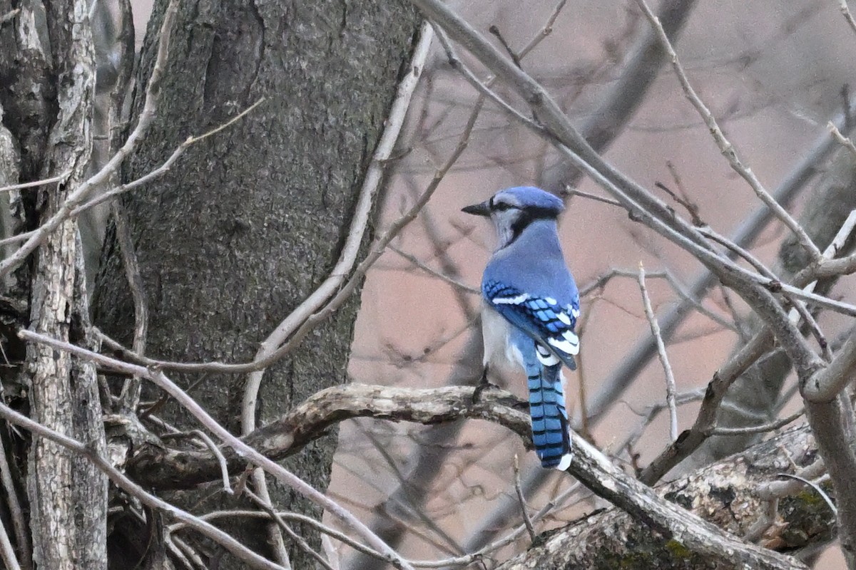 Blue Jay - ML647907093