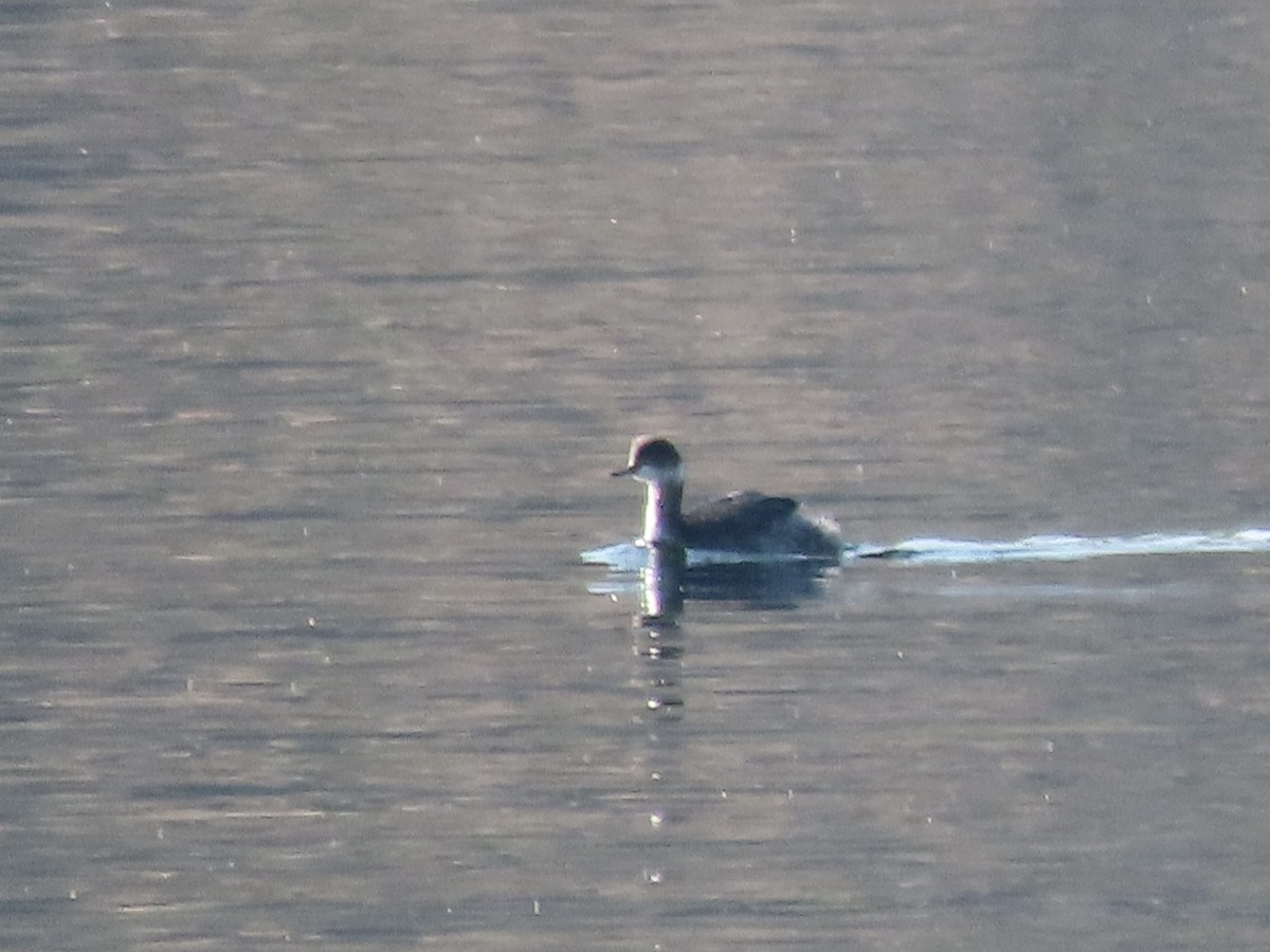 potápka černokrká - ML647907160