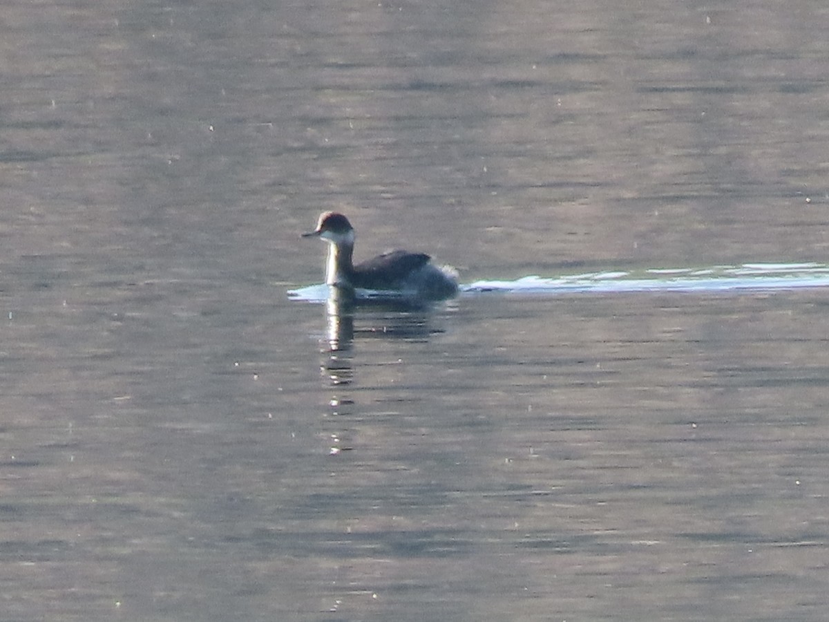 potápka černokrká - ML647907161