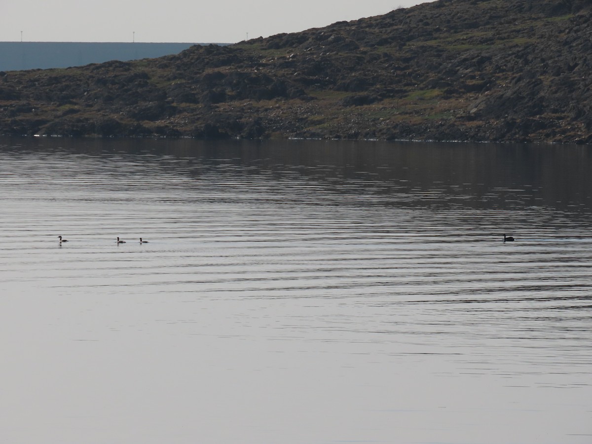 potápka černokrká - ML647907162