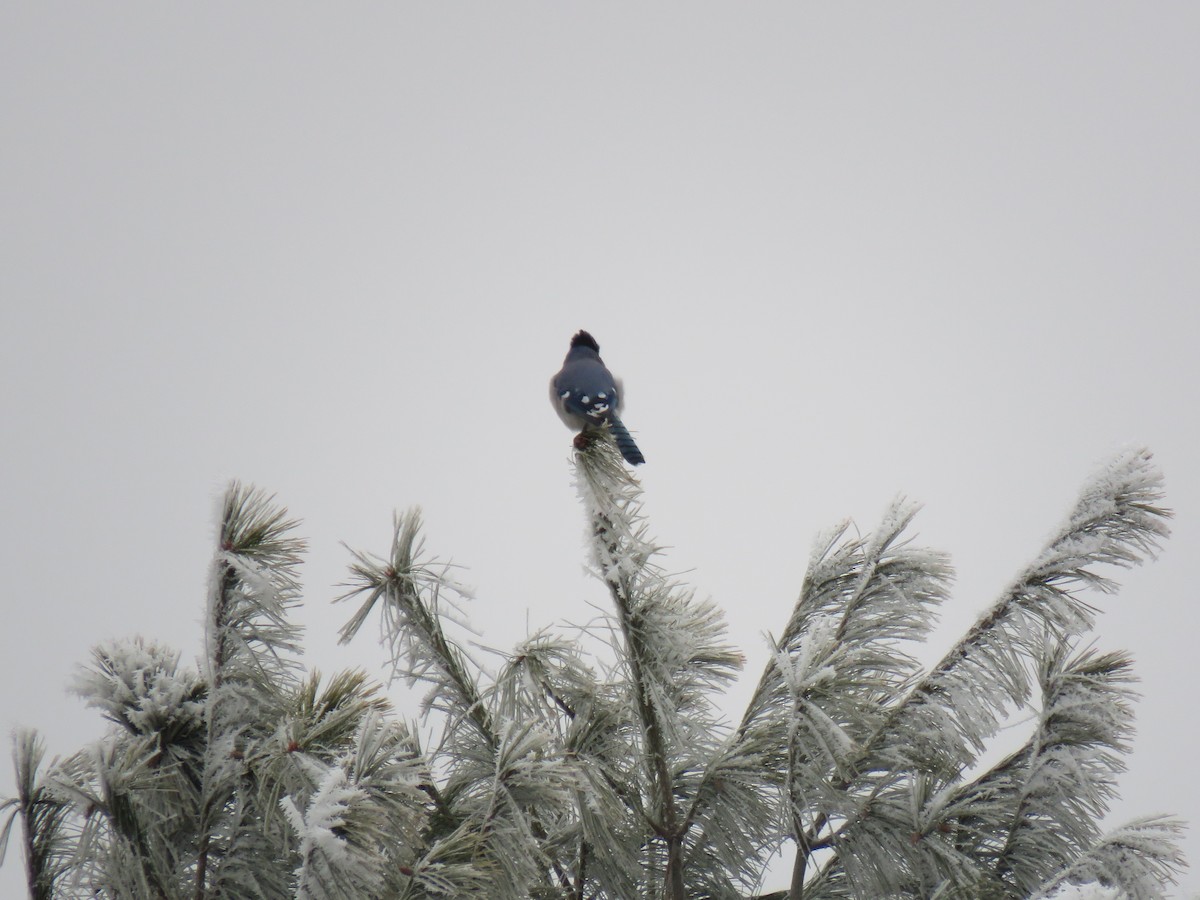 Blue Jay - ML647907290