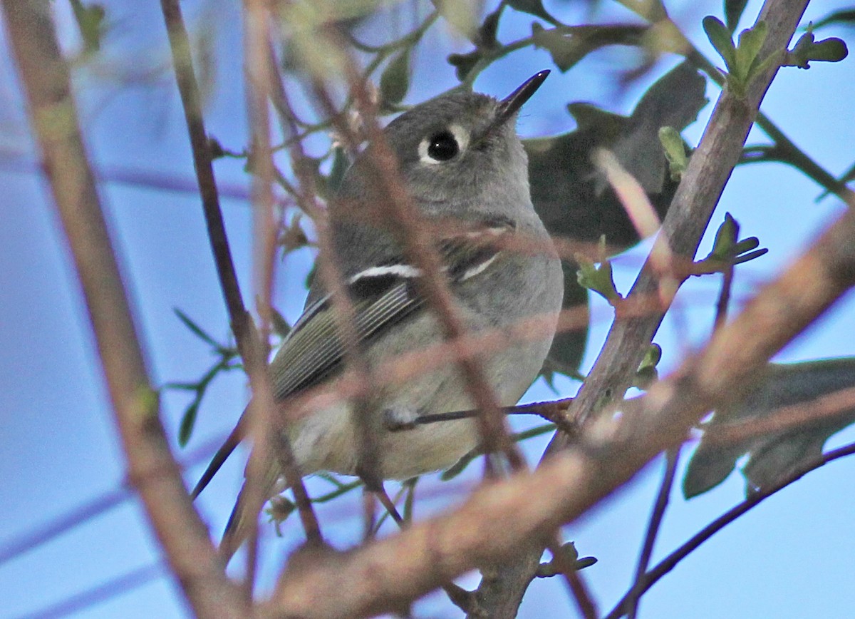 králíček americký - ML647907369