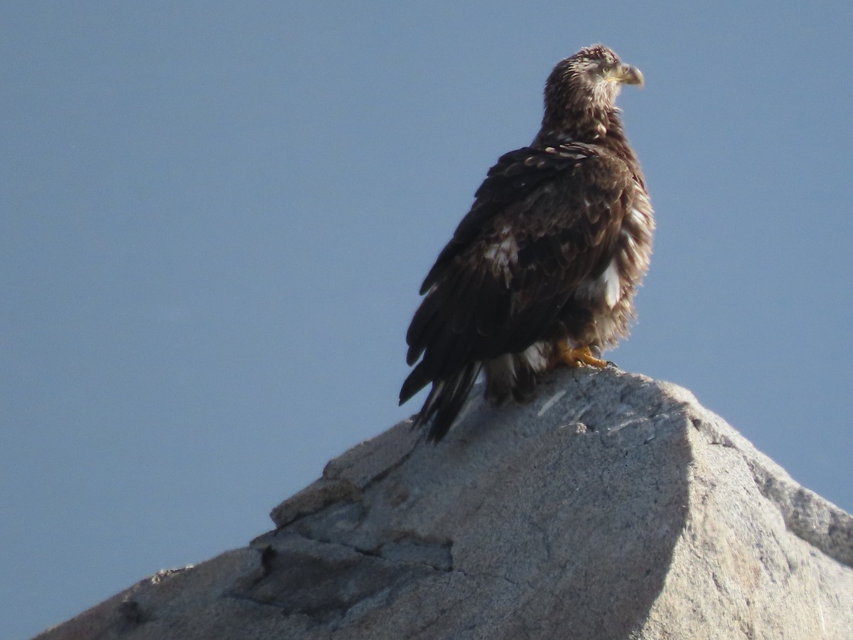 Pigargo Americano - ML647907402