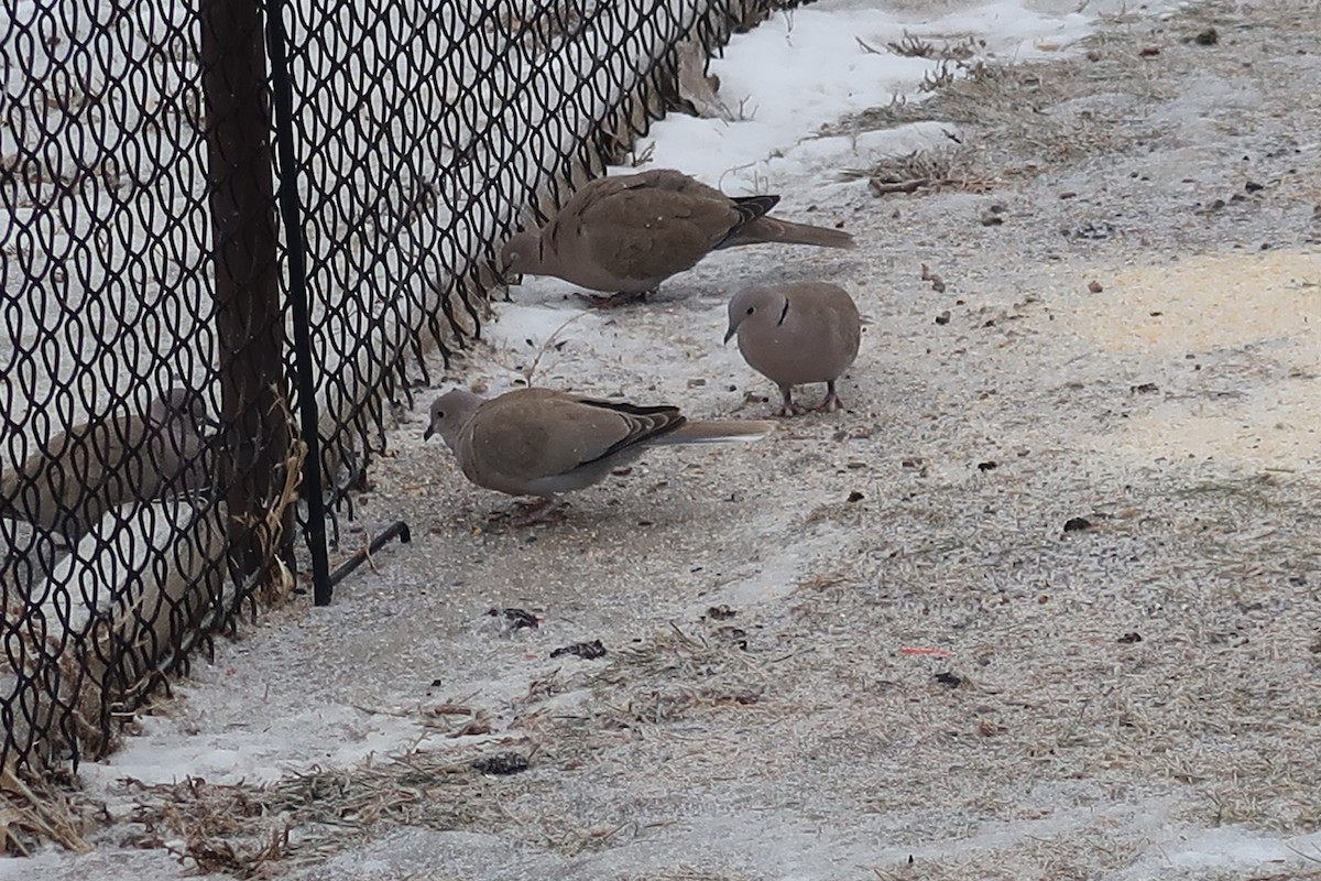 Tórtola Turca - ML647907434