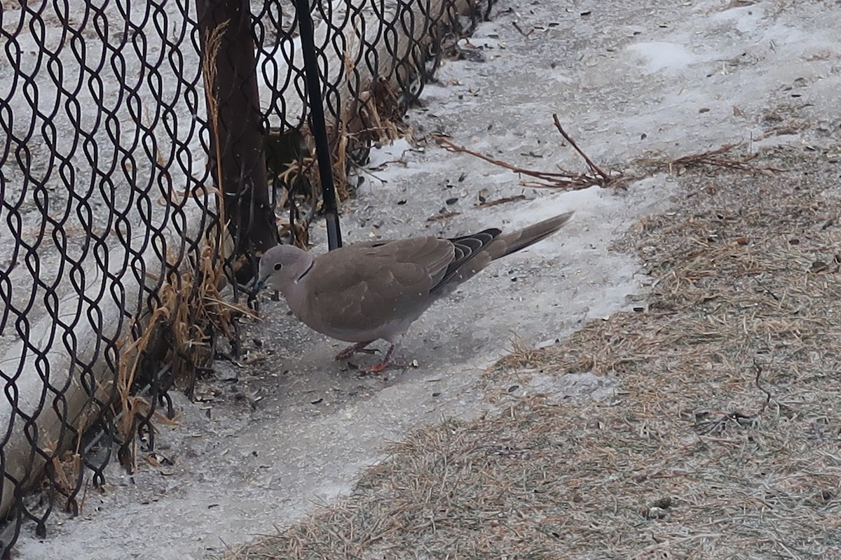 Tórtola Turca - ML647907435