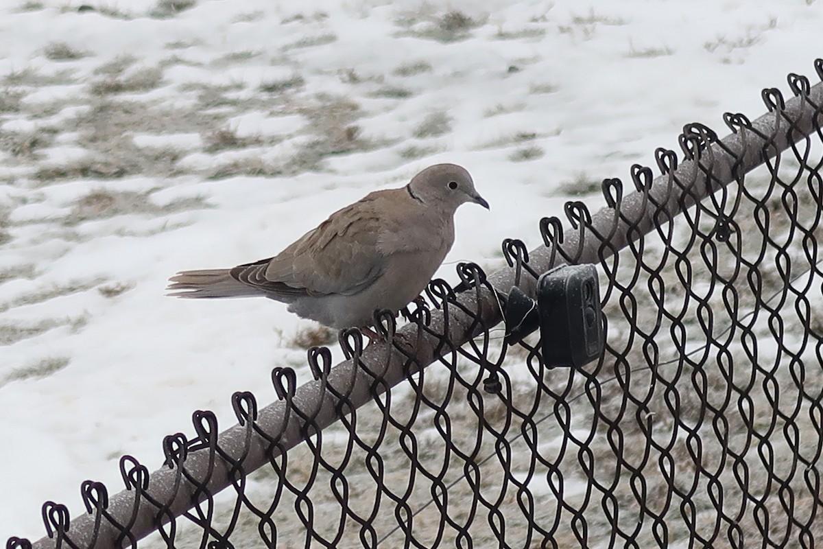 Tórtola Turca - ML647907440