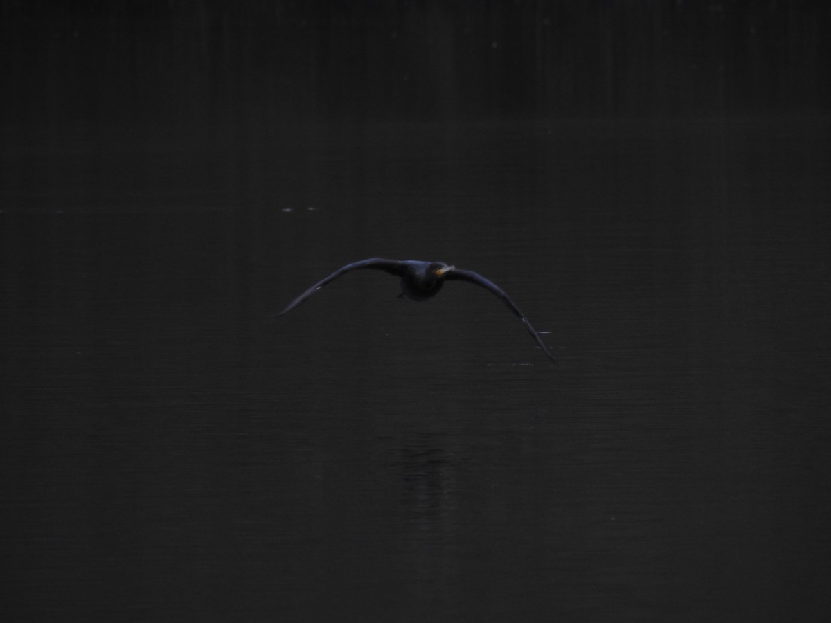 Cormorán Grande - ML647907441