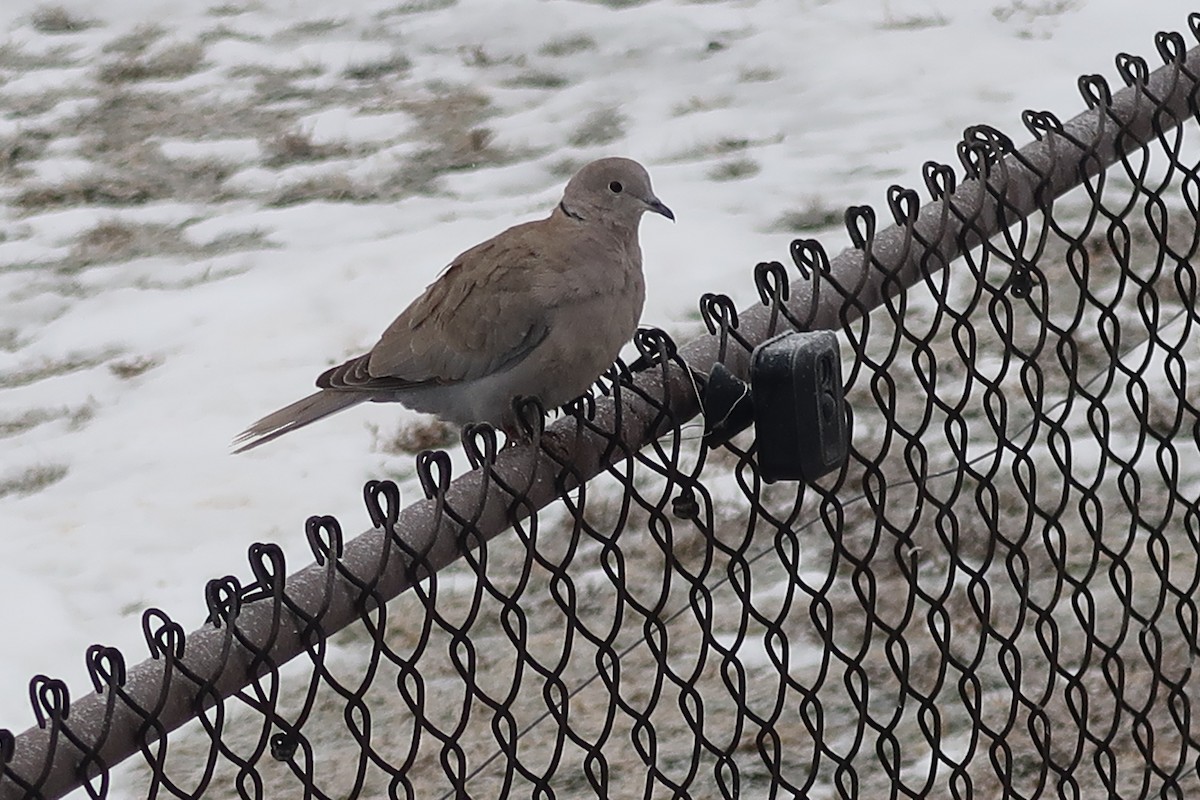 Tórtola Turca - ML647907444