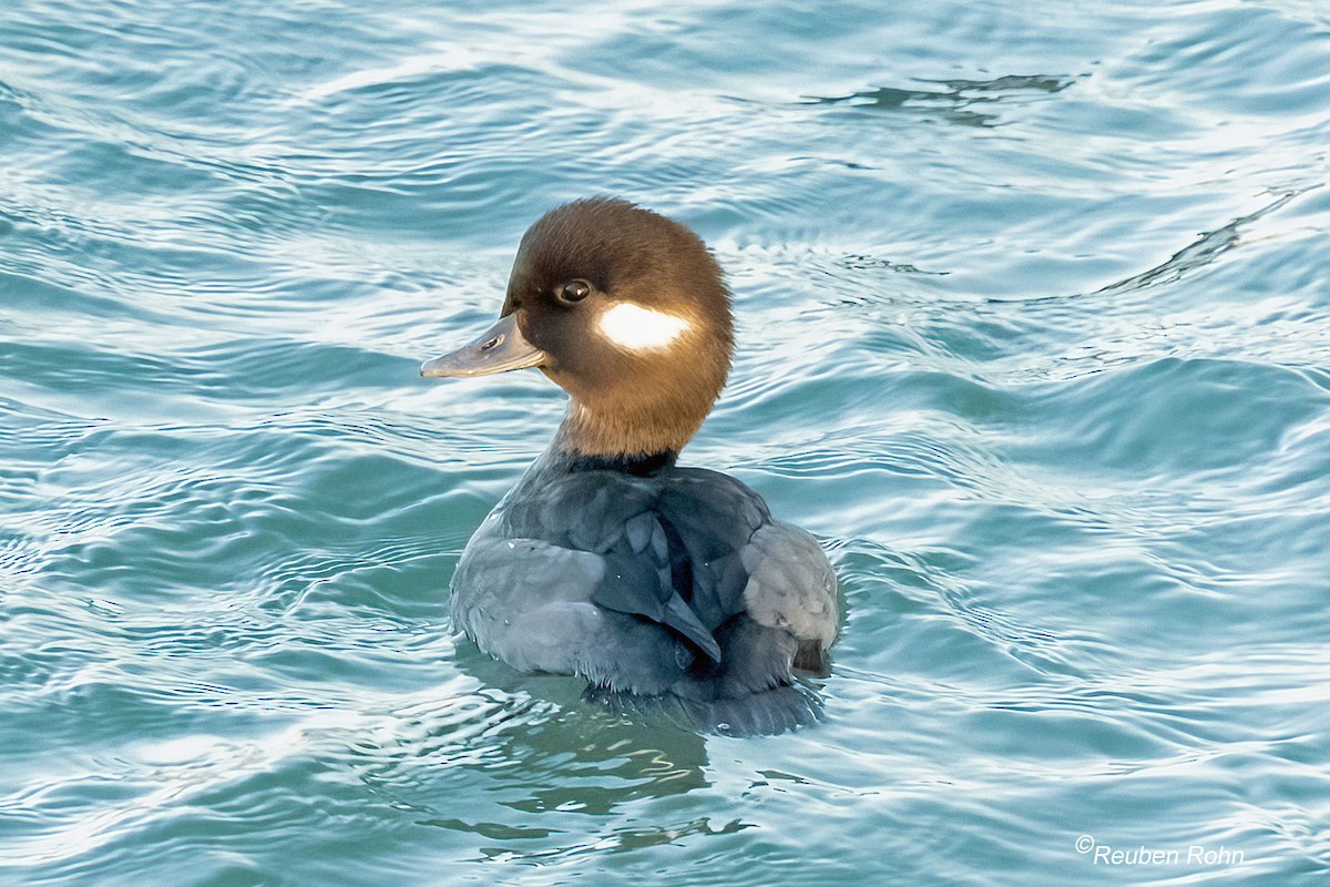 Porrón Albeola - ML647907445