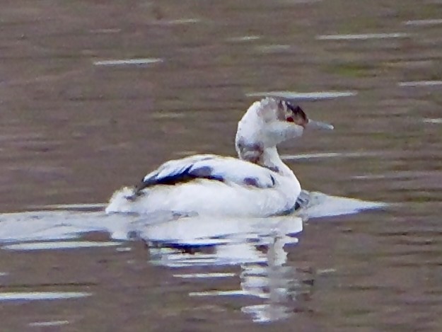 Zampullín Cuellirrojo - ML647907447