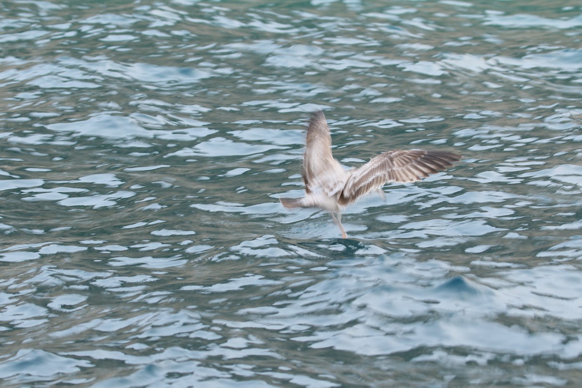 Gaviota Occidental - ML647907448