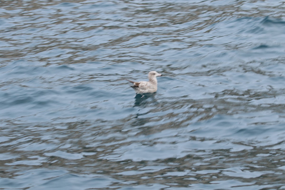 Gaviota Occidental - ML647907449