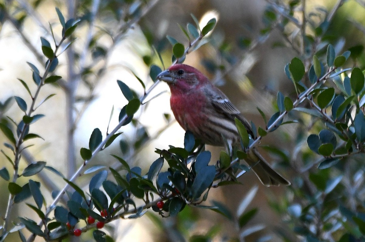 Camachuelo Mexicano - ML647907451