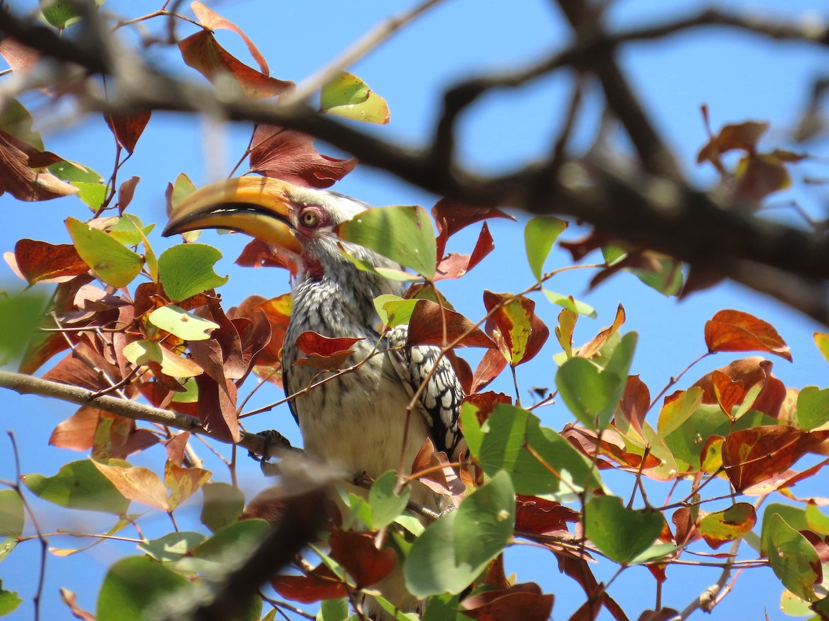 Toco Piquigualdo Sureño - ML647907452