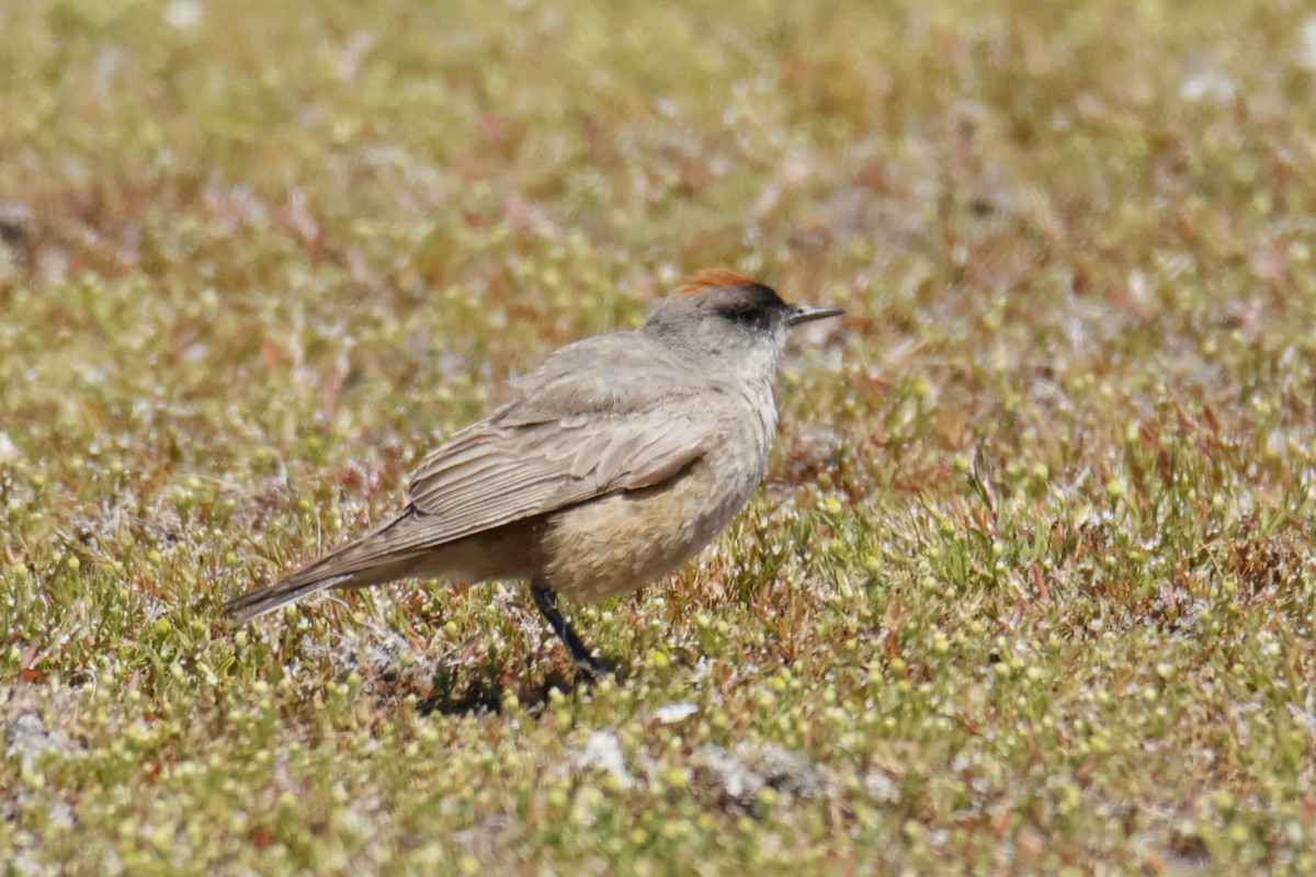 Dormilona Canela - ML647907454