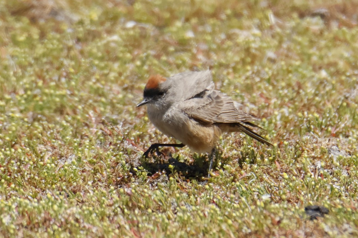 Dormilona Canela - ML647907455