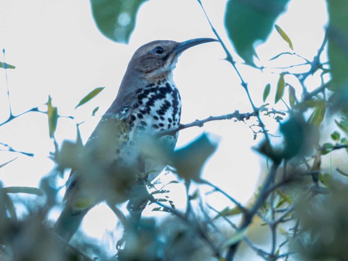 Cuitlacoche Ocelado - ML647907460