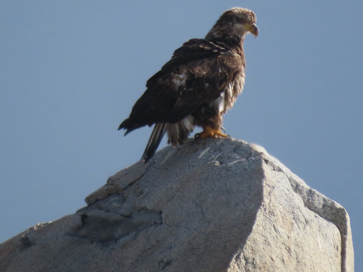 Pigargo Americano - ML647907461