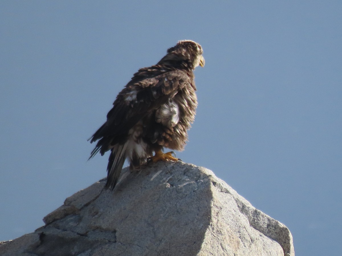 Pigargo Americano - ML647907462