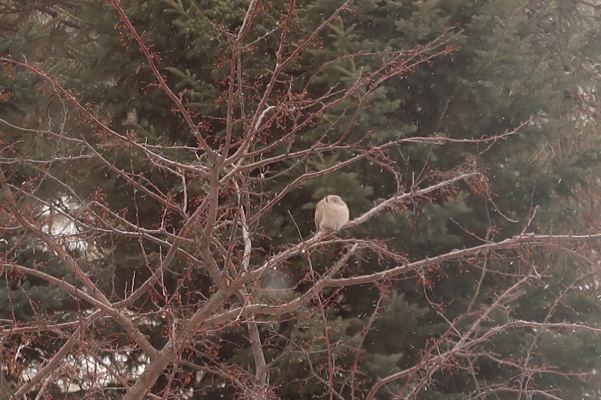 Tórtola Turca - ML647907466