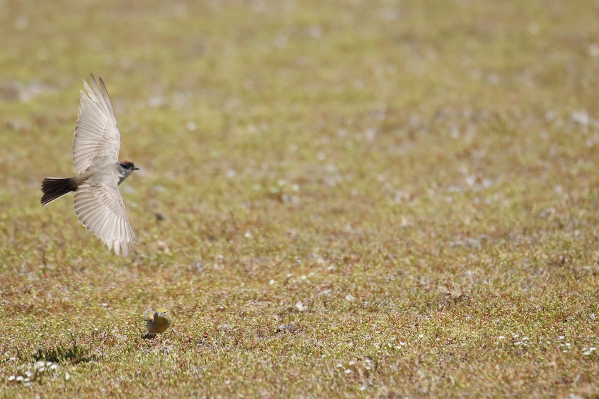 Dormilona Canela - ML647907473