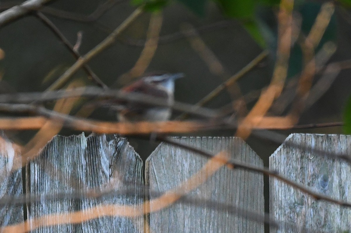 Cucarachero de Carolina - ML647907475