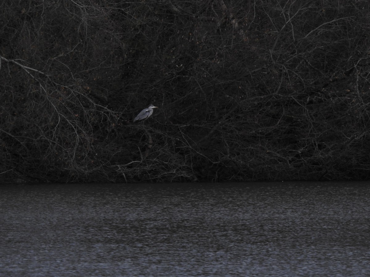 Garza Real - ML647907476