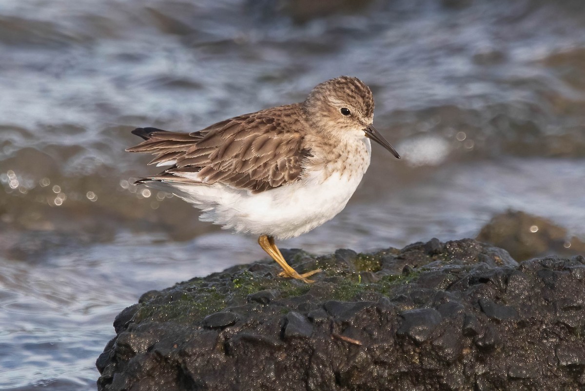 Correlimos Menudillo - ML647907477