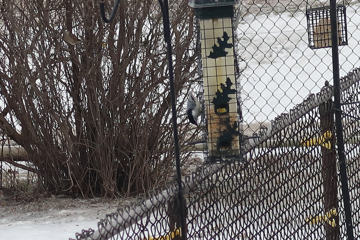 Trepador Pechiblanco - ML647907478