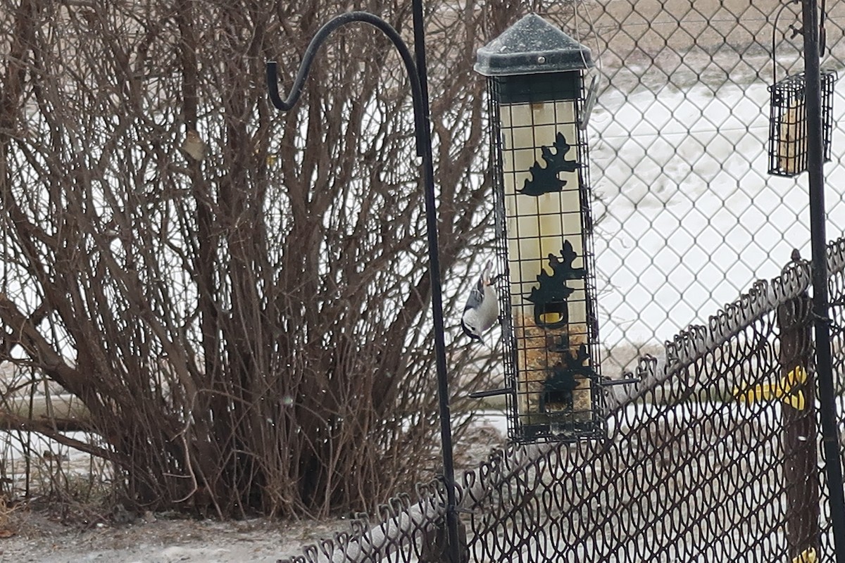 Trepador Pechiblanco - ML647907479