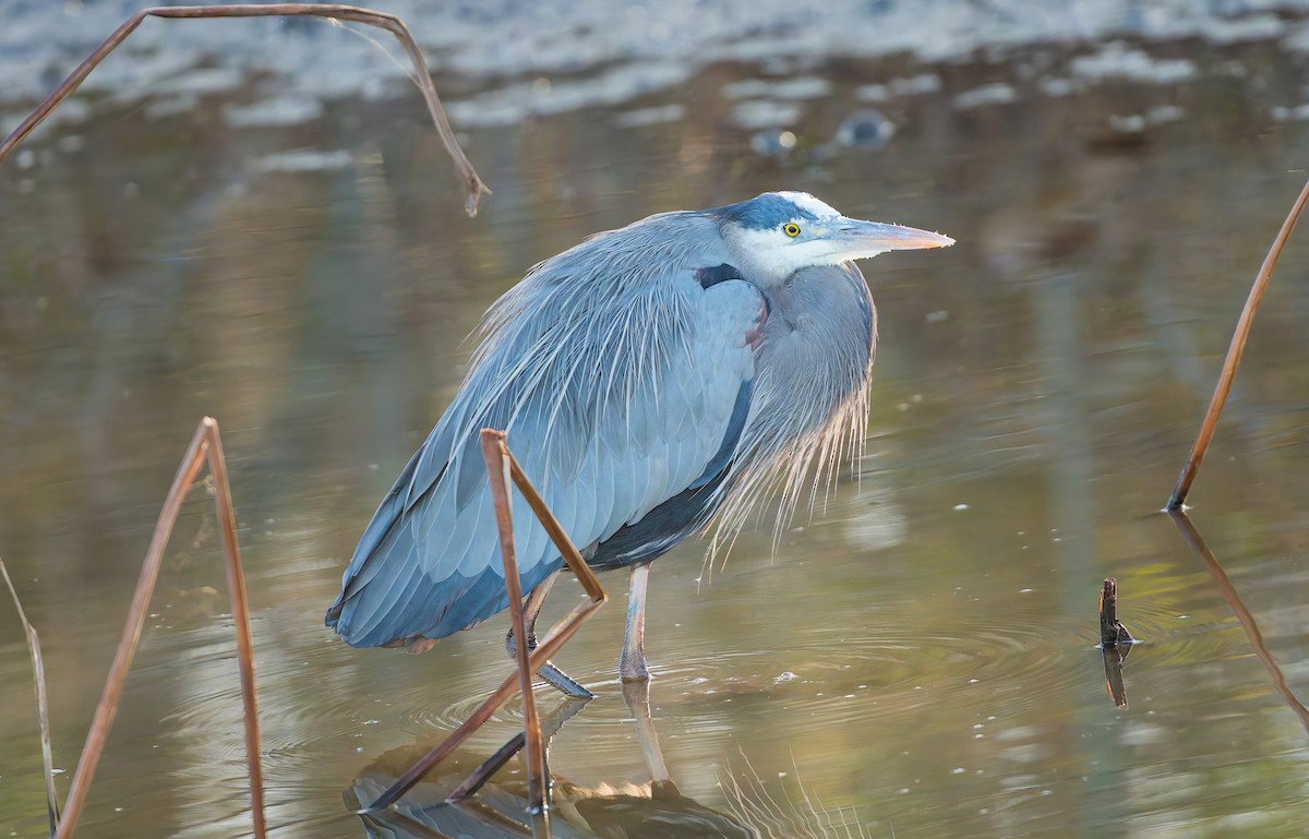 Great Blue Heron - ML647907506