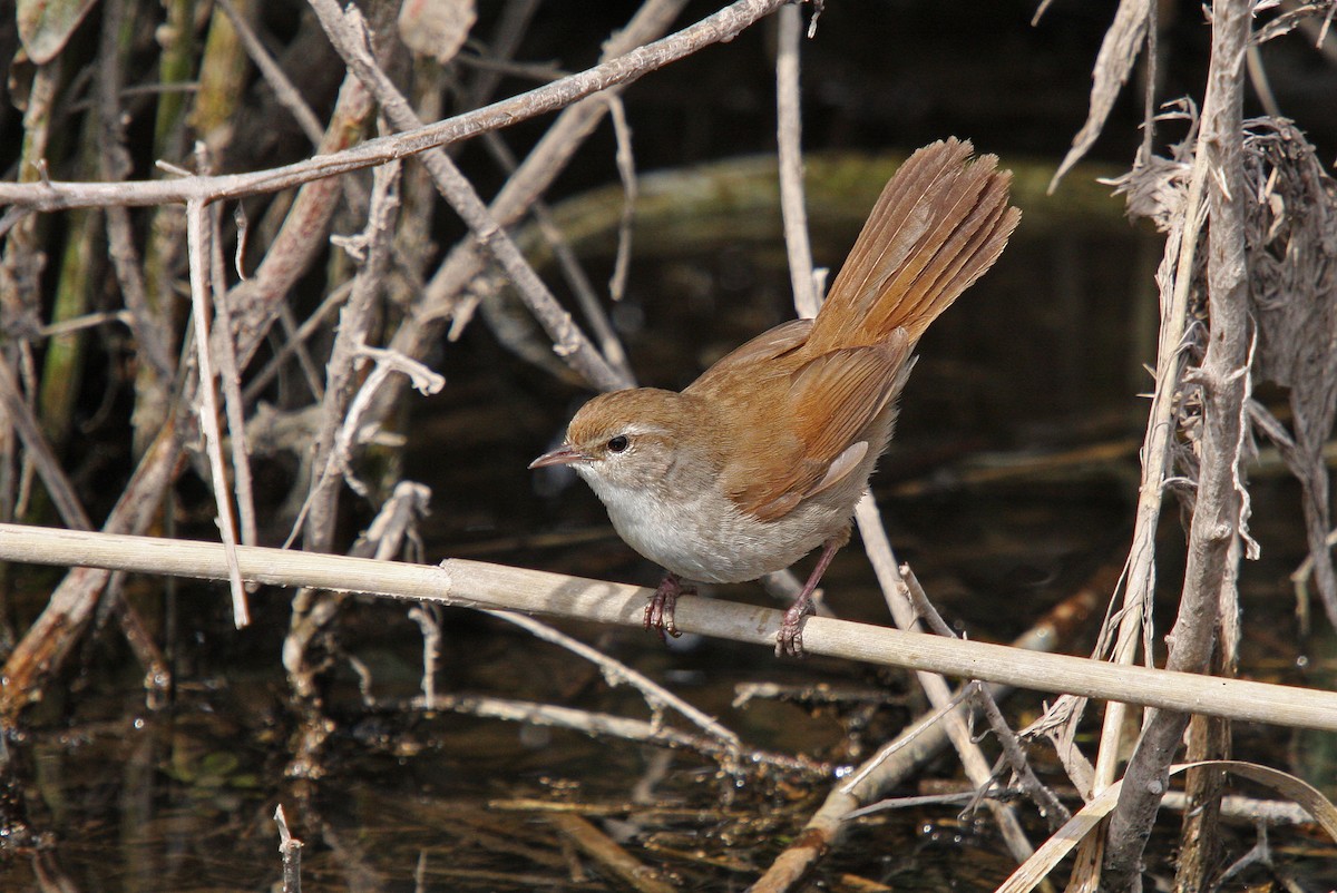 Cetti's Warbler - ML64790751