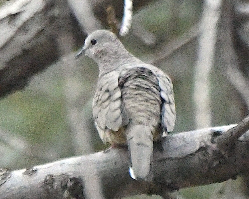Inca Dove - ML647907515