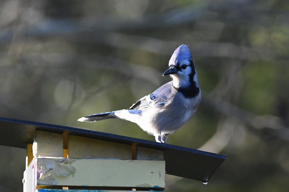 Blue Jay - ML647907530