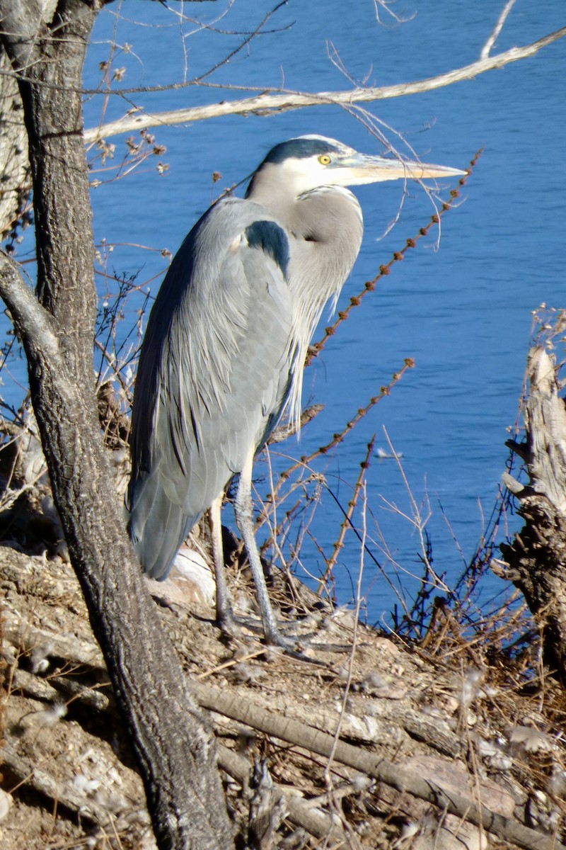 Great Blue Heron - ML647907550