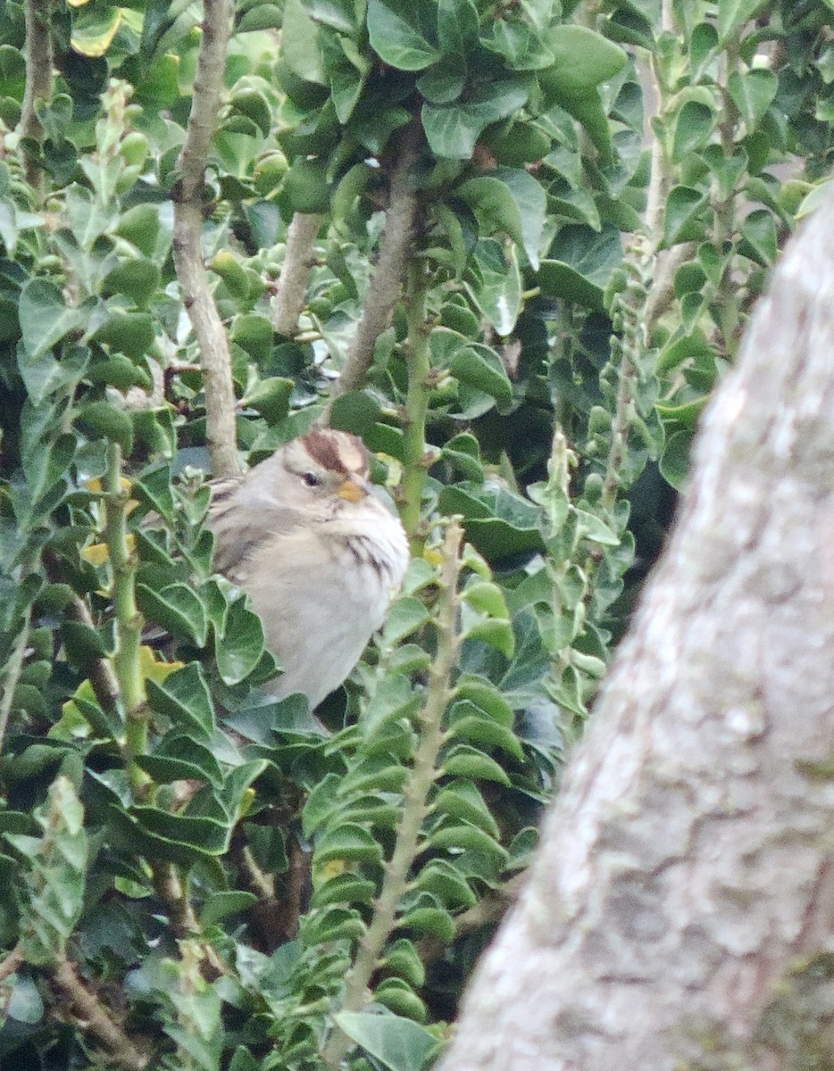 strnadec bělopásý - ML647907566