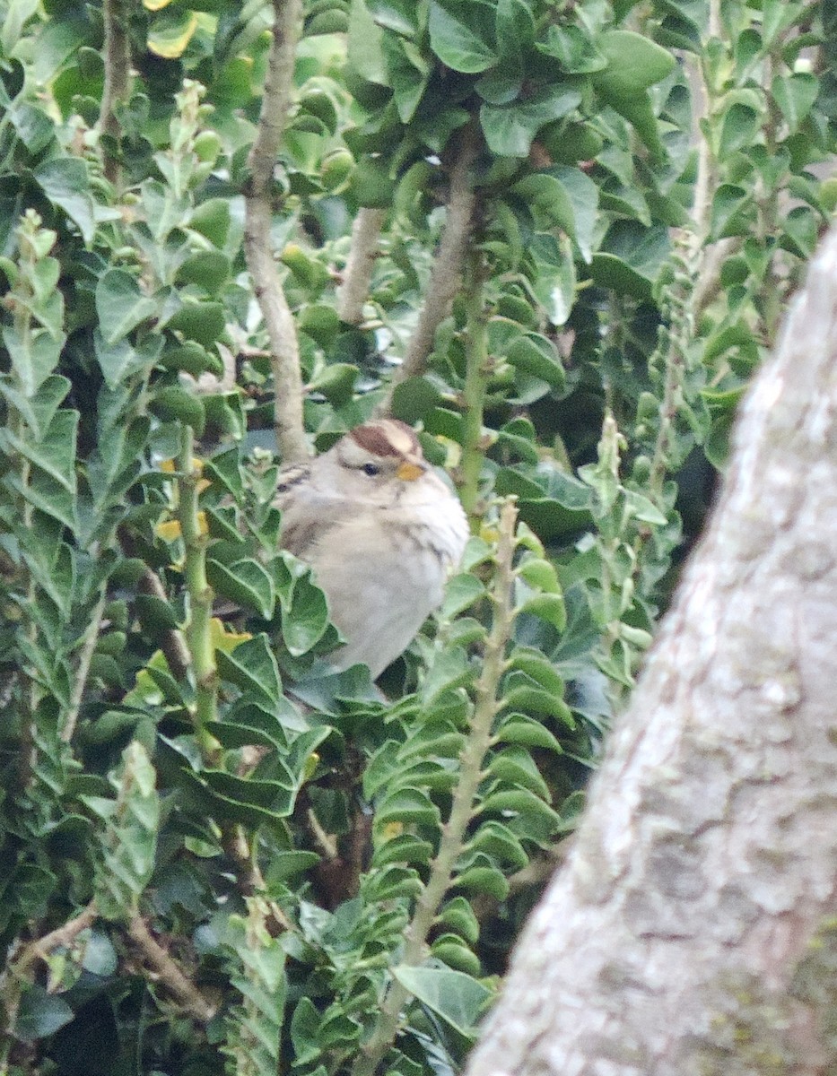 strnadec bělopásý - ML647907567