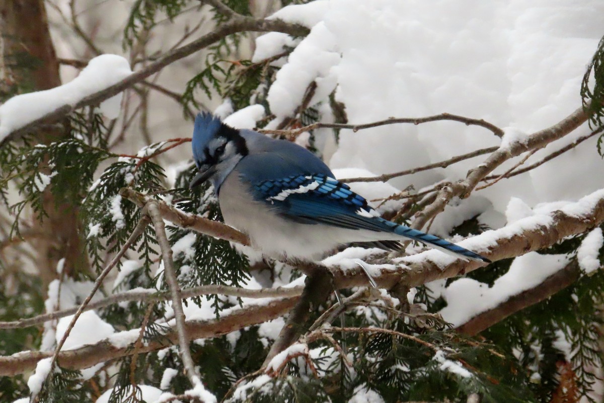 Blue Jay - ML647907590