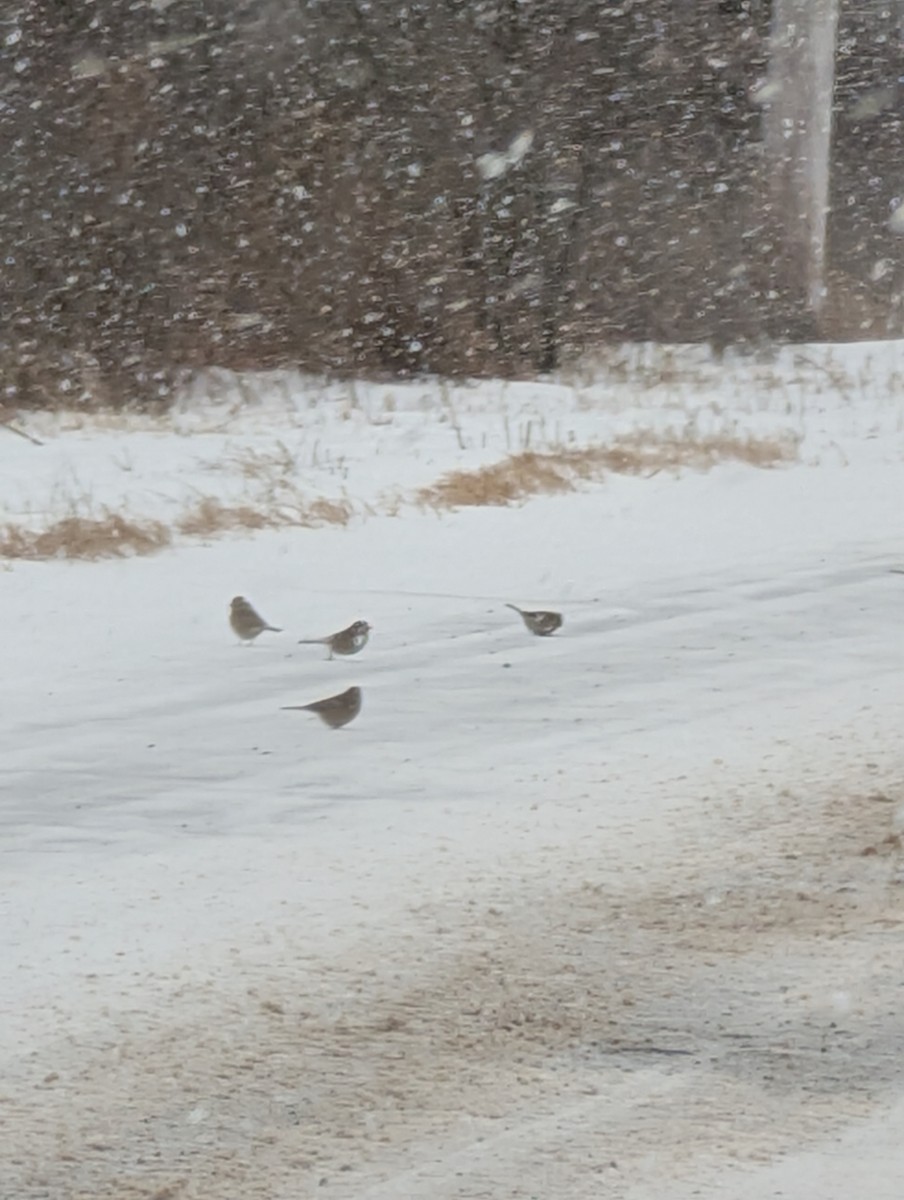 American Tree Sparrow - ML647907614