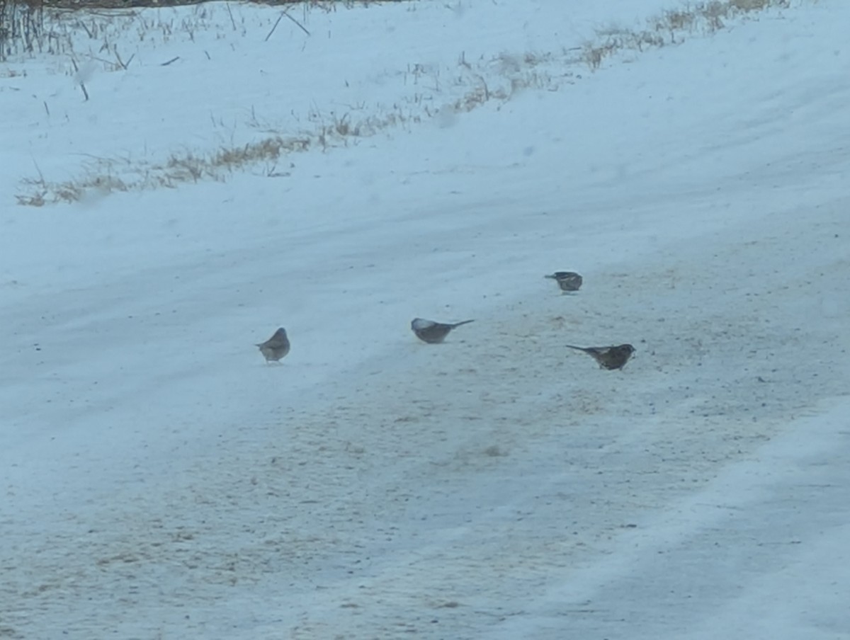 American Tree Sparrow - ML647907615