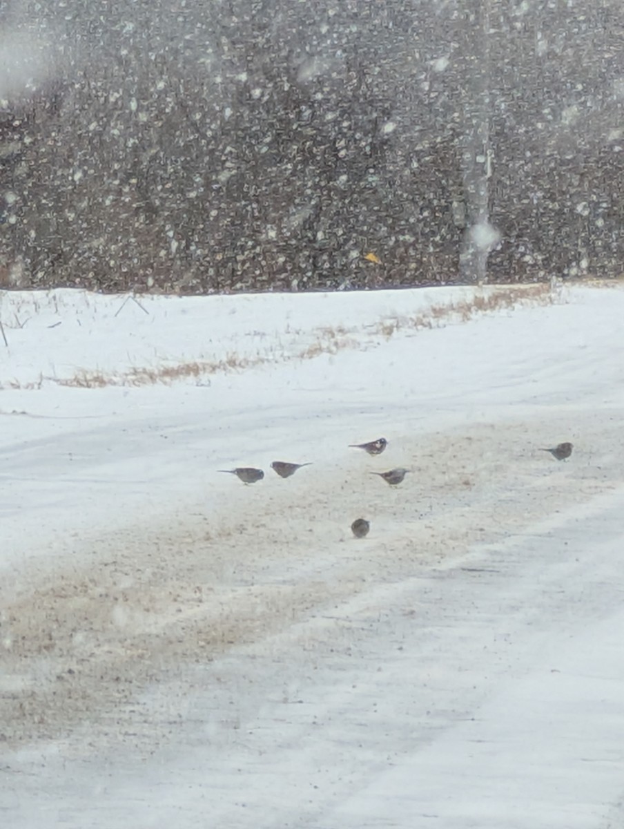 American Tree Sparrow - ML647907616