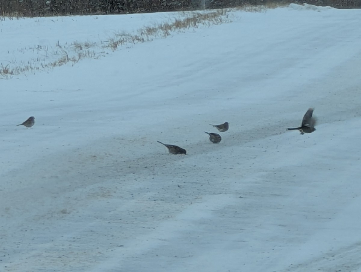American Tree Sparrow - ML647907617