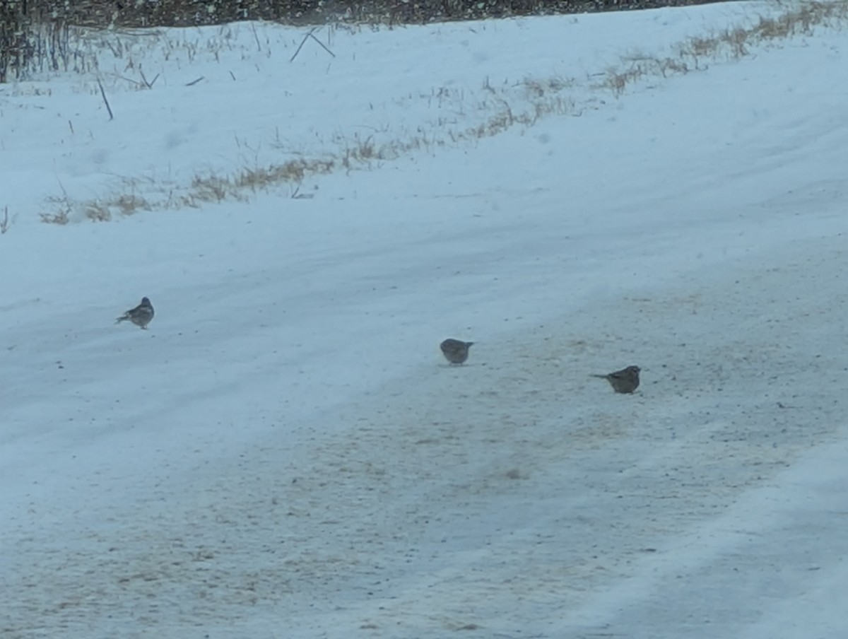 American Tree Sparrow - ML647907618