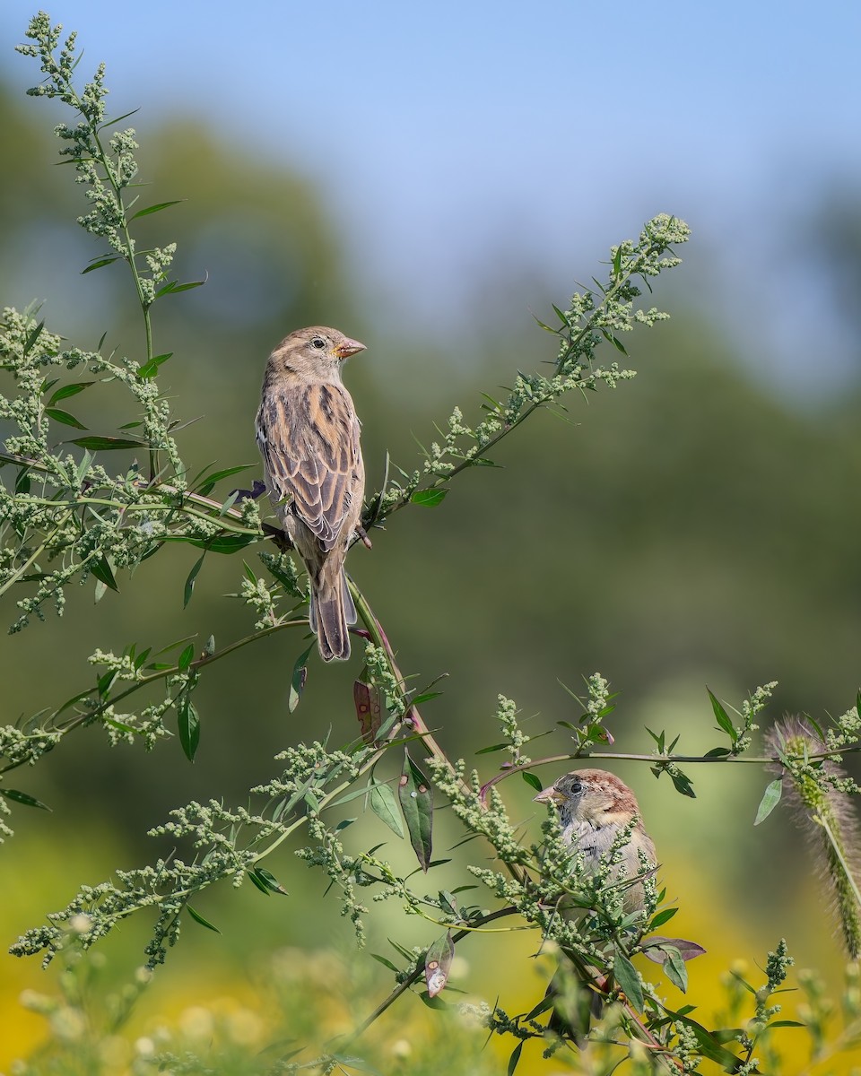 House Sparrow - ML647907619